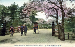 benkeibashi-blossomsc.jpg